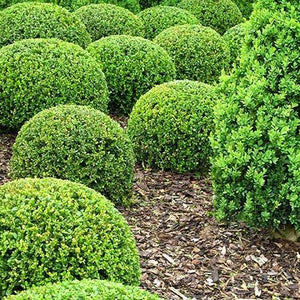 Buxus Green Velvet Green Velvet Boxwood Needham Snursery - v buxus roblox