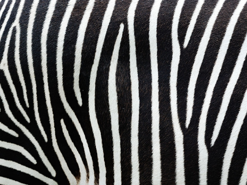 Rainbow Zebra Fabric for Home DIY Project, Wildlife Animal Skin Print  Themed Upholstery Fabric, Watercolor Fabric for Clothing Sewing and Home