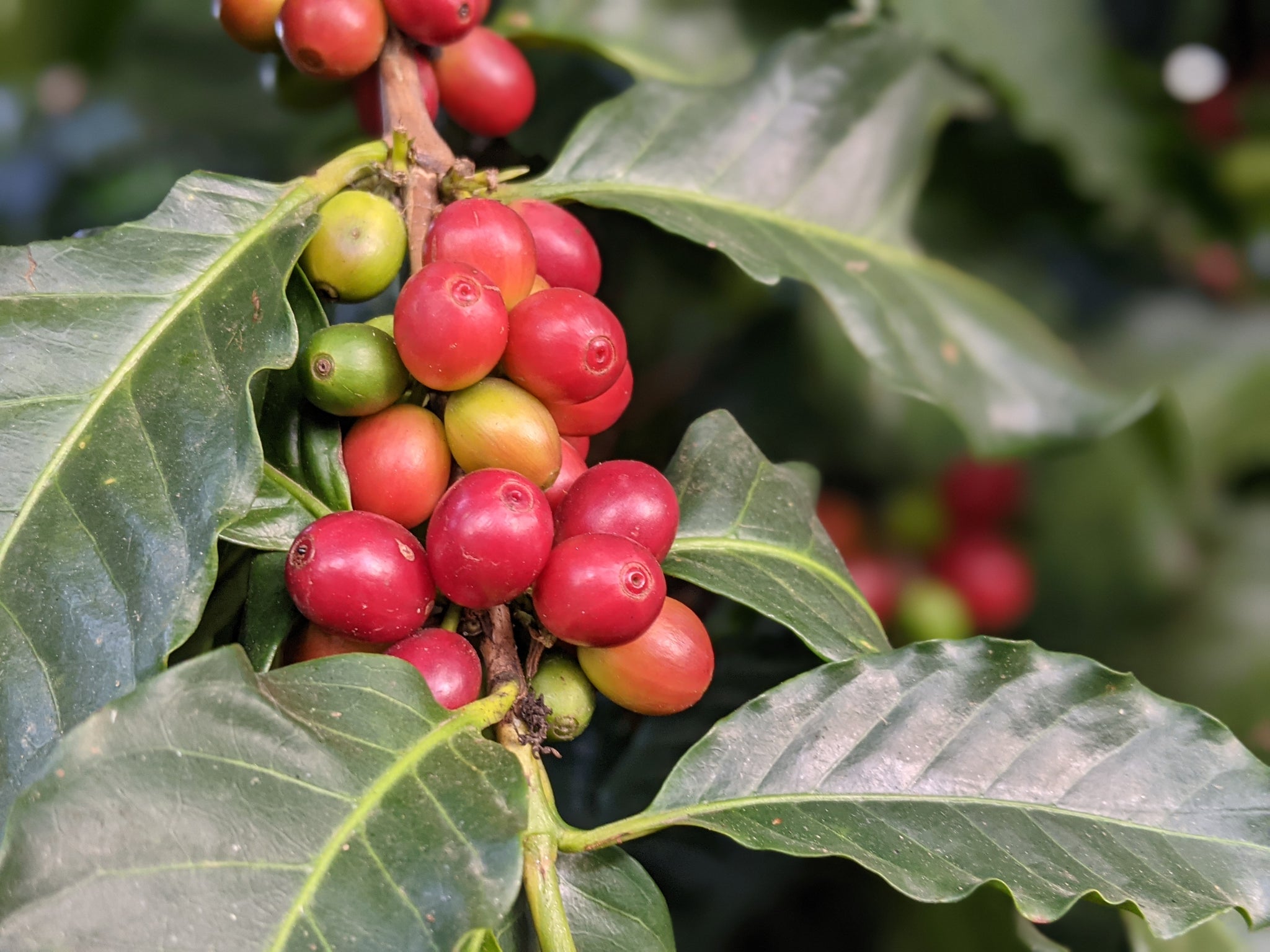 closeup of coffee cherries on tree at Pacas Estate in El Salvador