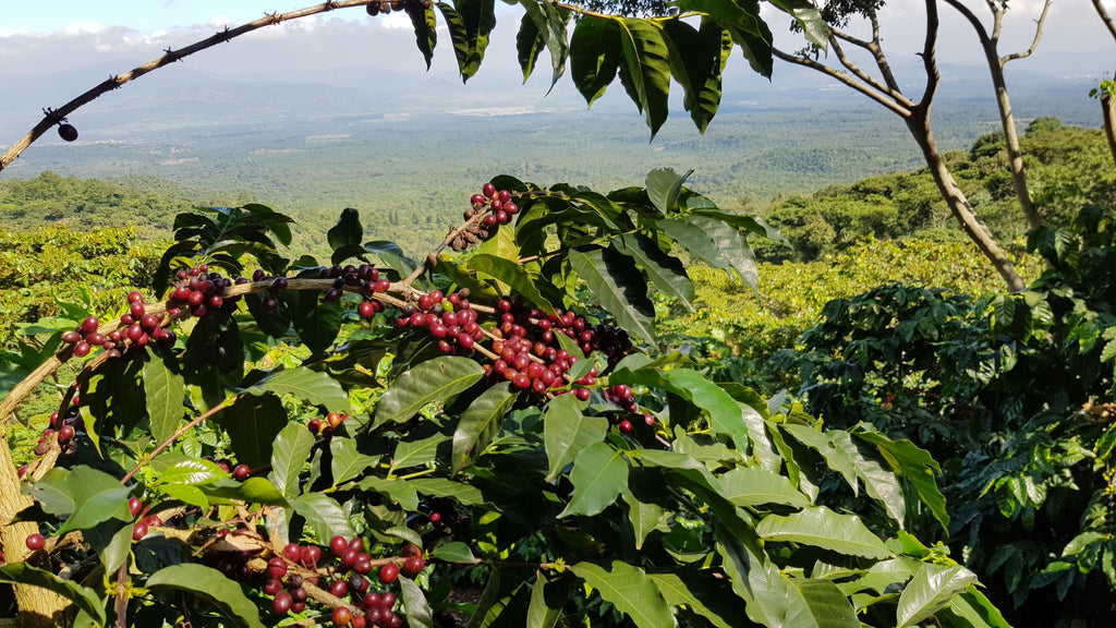 Foreground of coffee plant with red cherries against backdrop of mountains