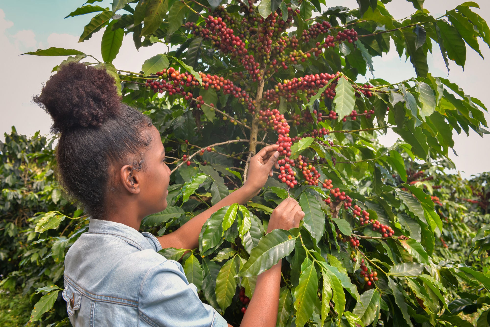 picking coffee cherries