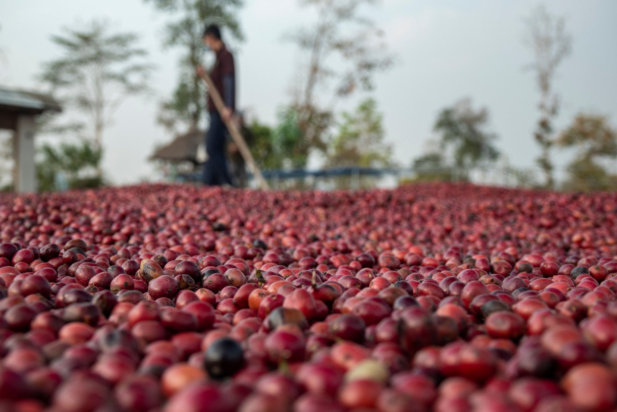 natural processed coffee beans drying in sun