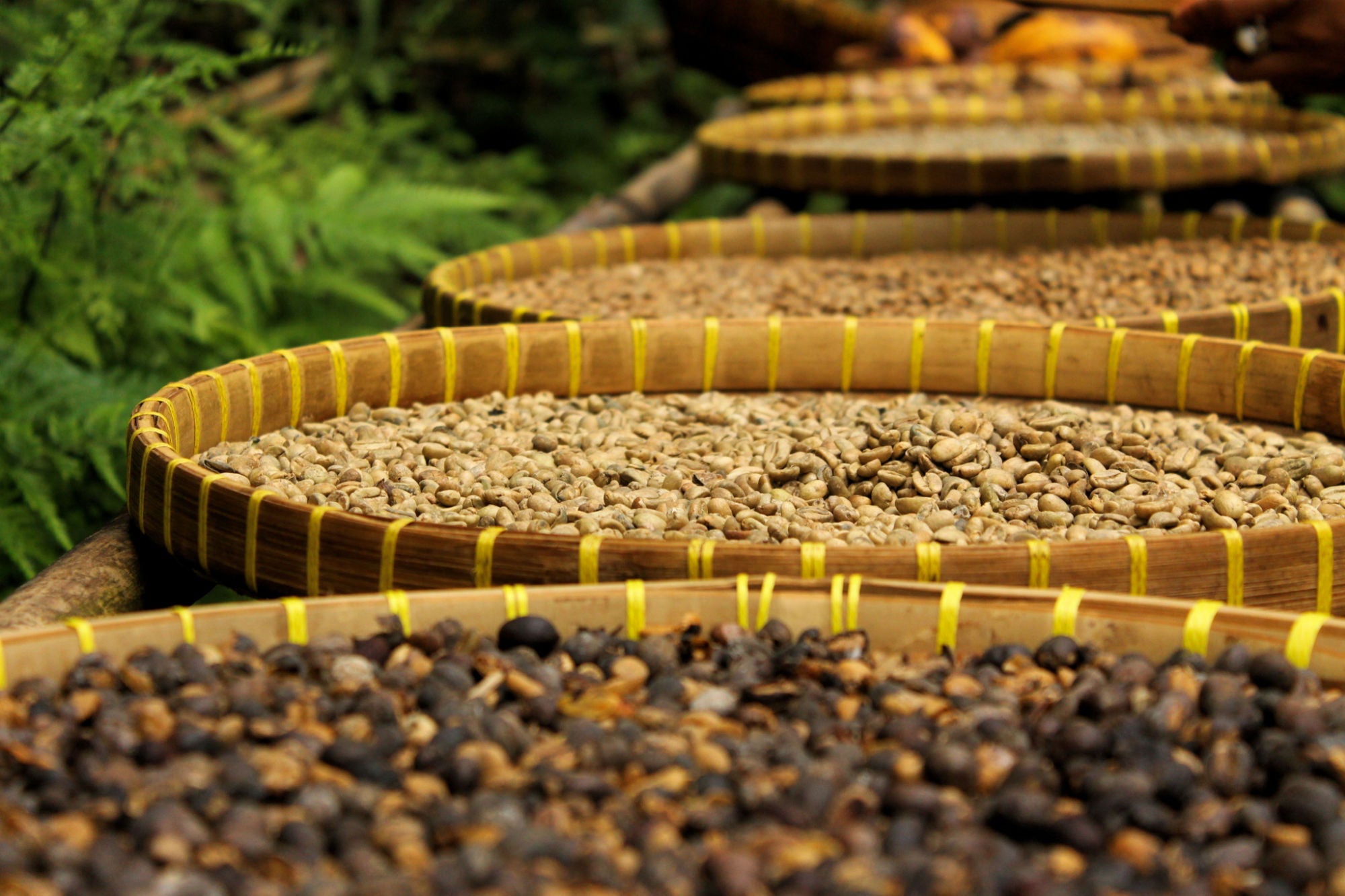 baskets of unroasted coffee from Bali