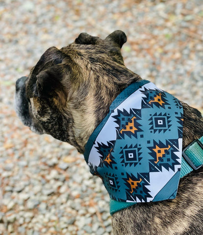 Dog wearing blue and white bandana on collar