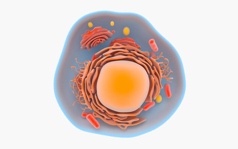 This molecule is found in every living cell and helps generate ATP