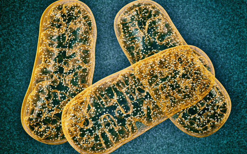 Mitochondria, An Energy Takeover