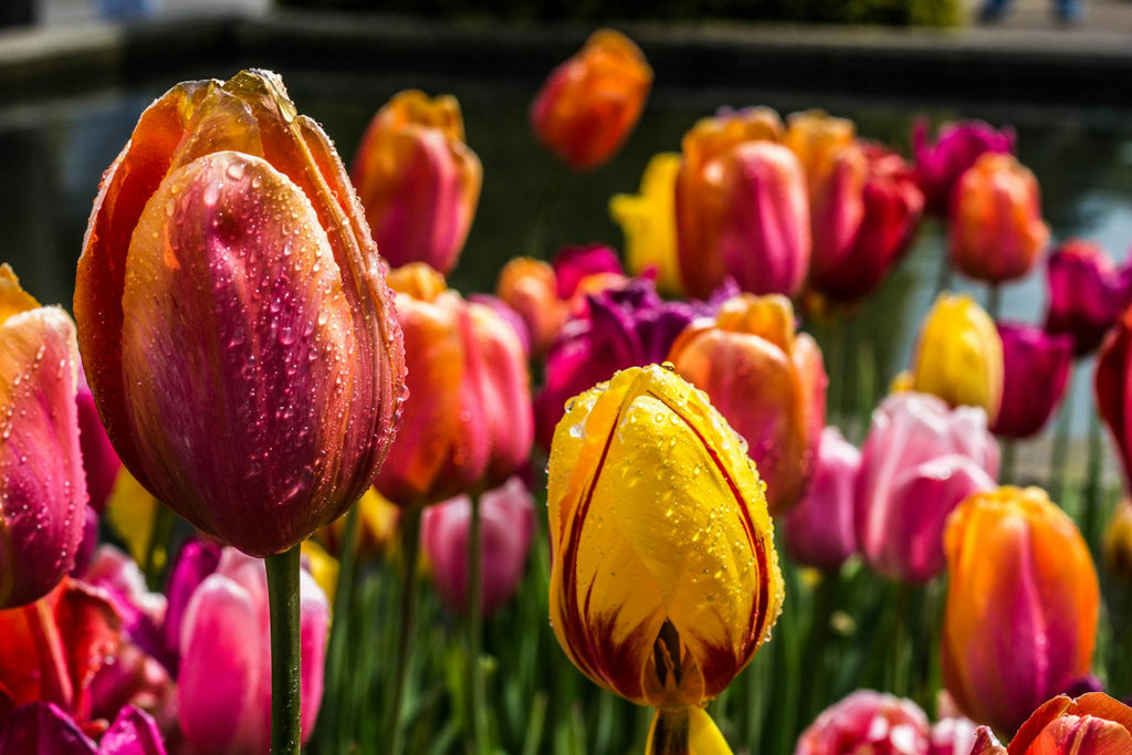 Cultivating Personal Connections with Tulip Symbolism