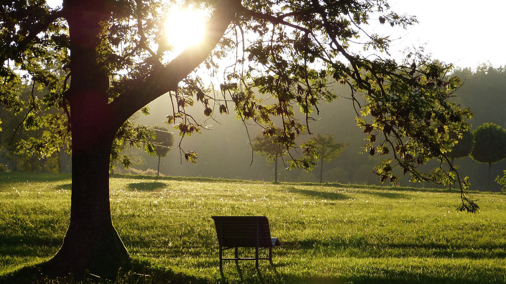 “Our body are only wilted leaves on the tree of life” - Albert Einstein