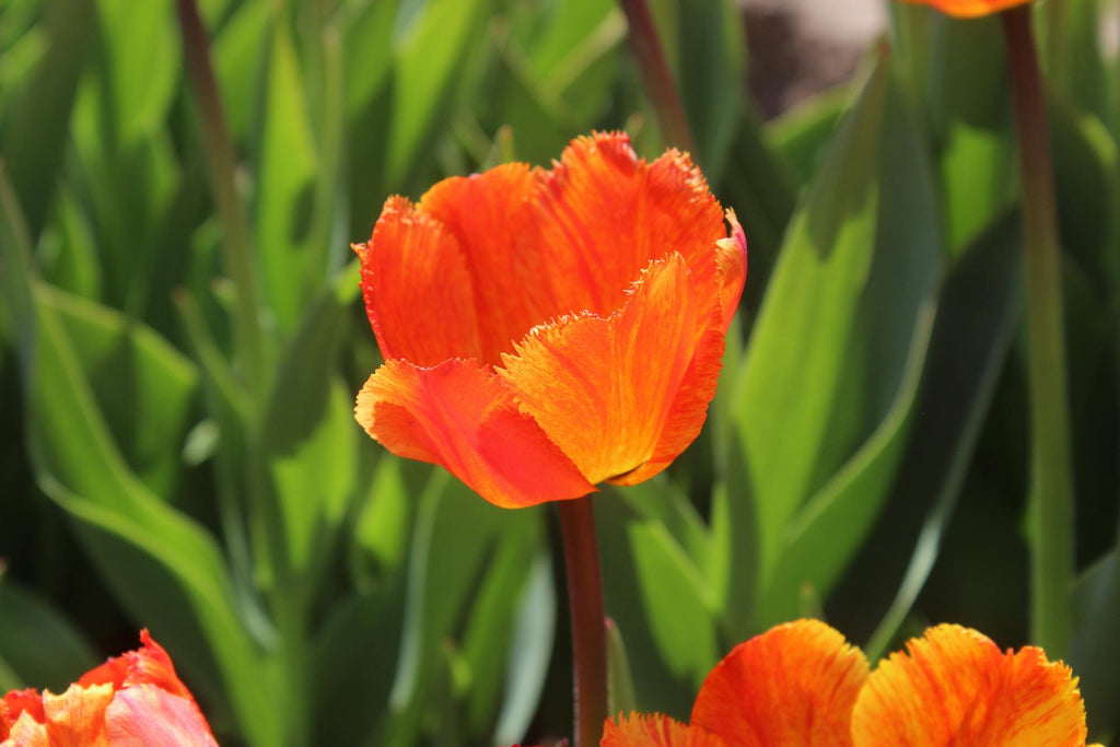 Orange Tulips: Tokens of Energy and Enthusiasm