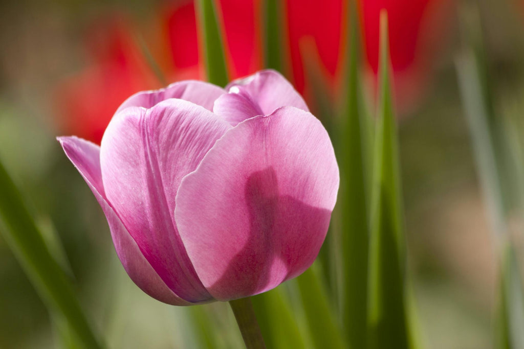 Pink Tulips: Expressions of Affection and Care