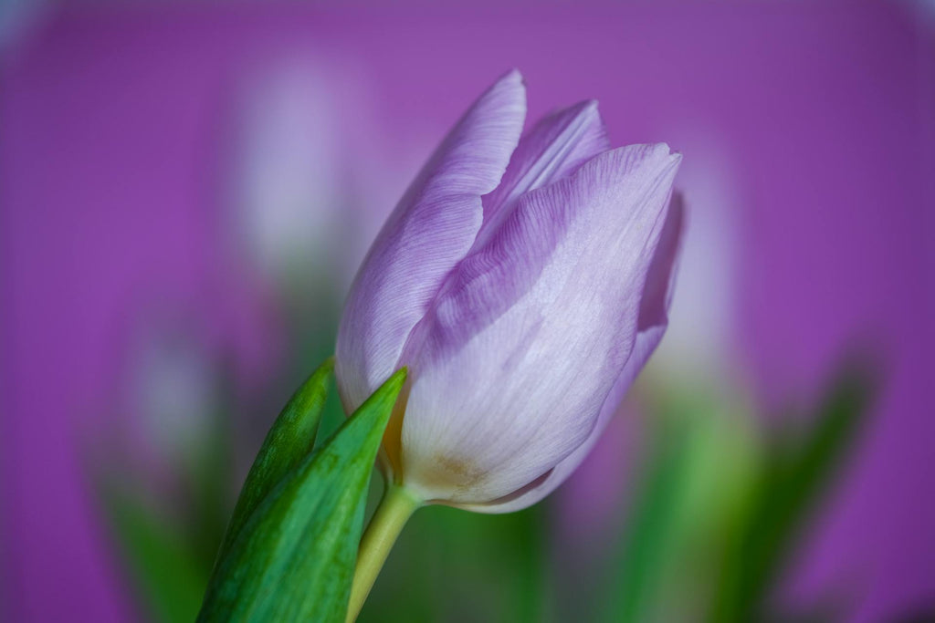 Purple Tulips: Signs of Royalty and Admiration