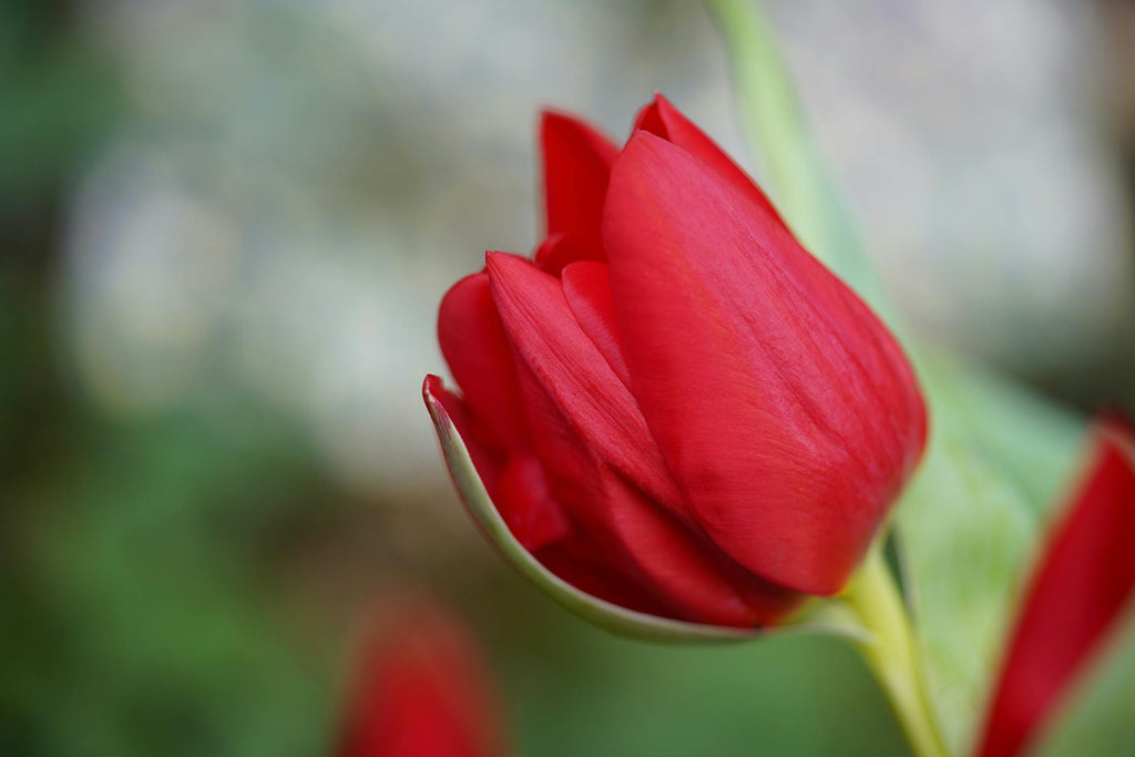 Red Tulips: Emblems of Love and Passion