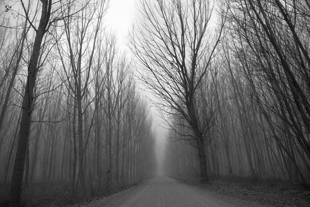 Mist, Fog, Tree;