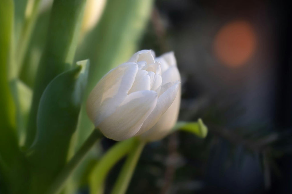 White Tulips: Symbols of Purity and Respect