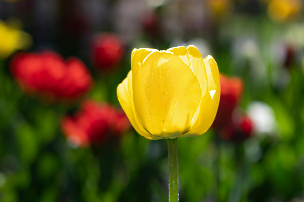 Yellow Tulips: Harbingers of Cheerfulness and Prosperity