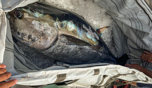 Opah Gear Fathom 7 Kill Bag Cooler Bag with 250lb bluefin tuna