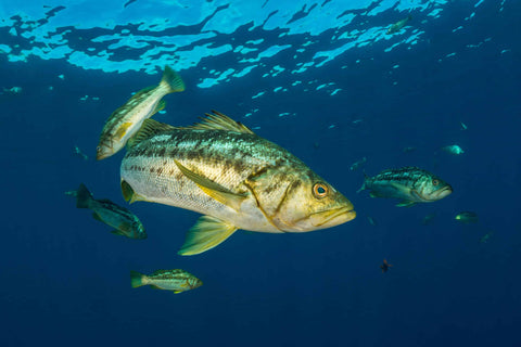 calico bass opah gear fathom kill bags sport fishing magazine