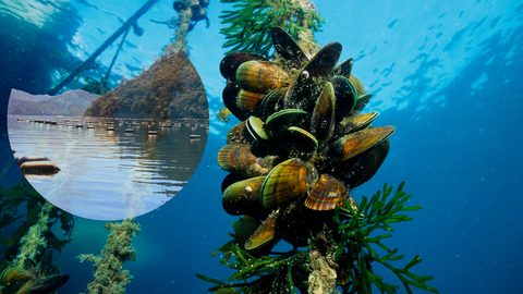 Green Lipped Mussels Farmed in Hanging Lines in the most eco-friendly waters