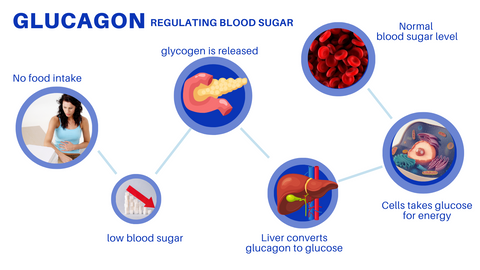 Glucagon regulating normal blood sugar level