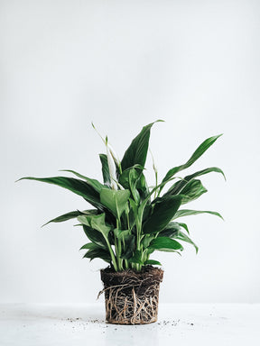 Fredskalla | Spathiphyllum Wallisii | Köp Växter Online | Plantredo