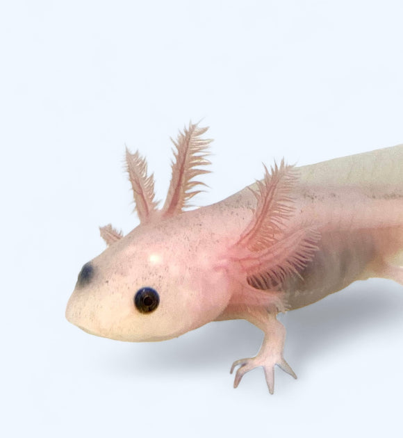 baby axolotl for sale
