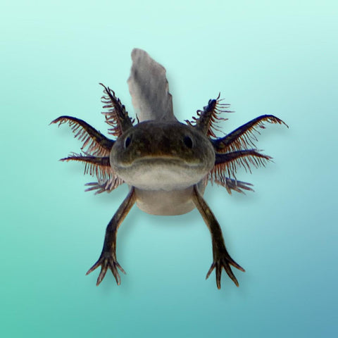 Ivy's Axolotl Melanoid Posing for a picture 