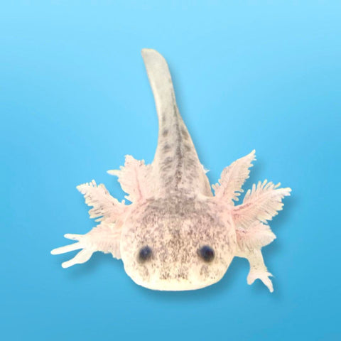 A picture of a Super Dirty Lucy Morph from Ivy's Axolotls