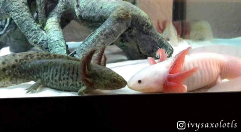 best quality pet axolotls for sale online ivy's axolotls