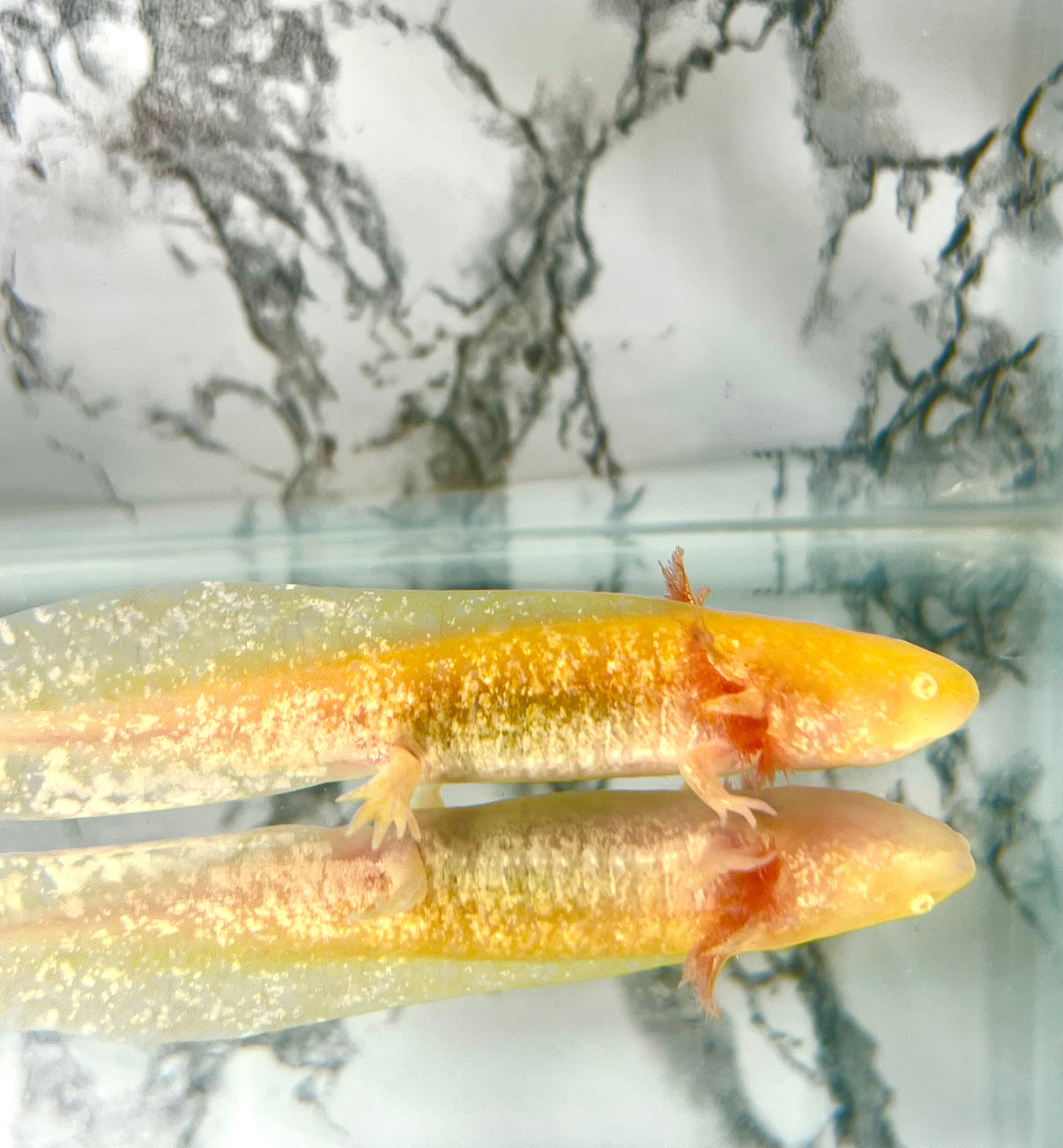 Ivy’s Choice SUPER High Irridophores Sunrise Golden Albino (SUPER RARE) LIMITED STOCK ONLY!