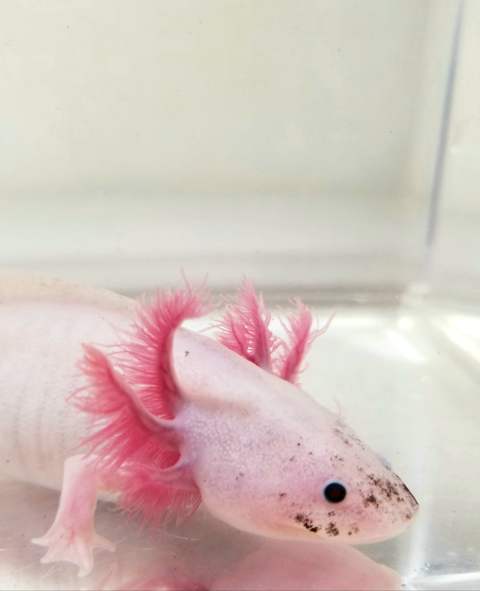 Super Dark Marking Forked Gill Dirty Lucy Leucistic 3 Ivy S Axolotls Quality Pet Axolotls Since 18