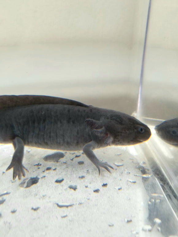 melanoid axolotl colors