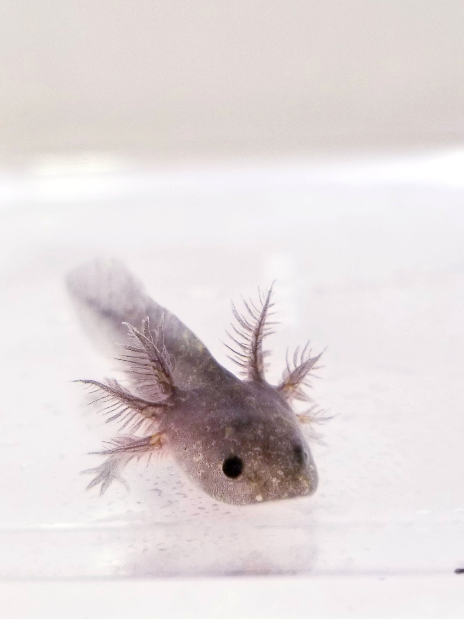 Black Melanoid Axolotl 1 Ivysaxolotls