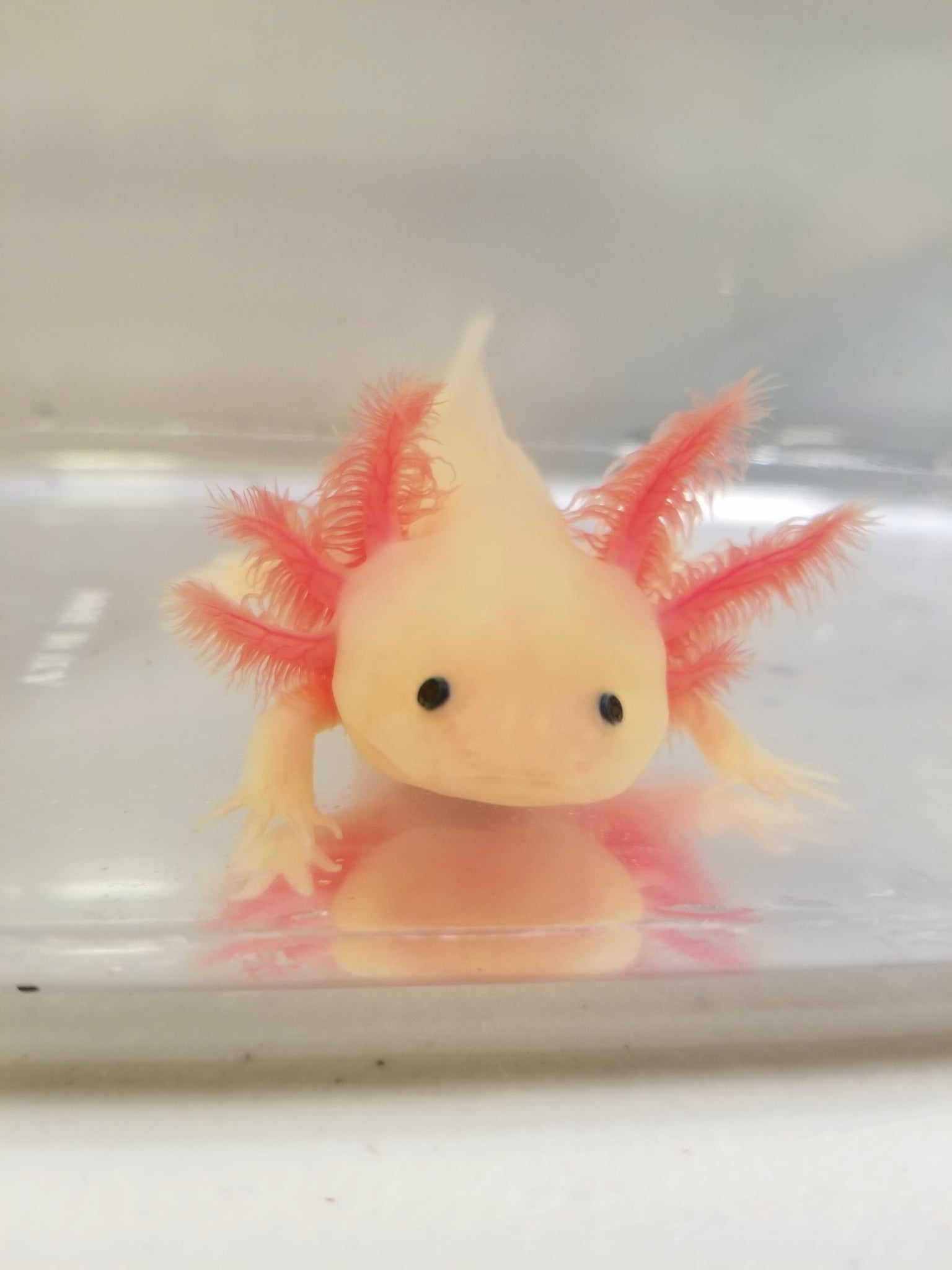 7 Inch Sub Adult Pink Lucy Leucistic Axolotl Gfp 2 Ivy S Axolotls Quality Pet Axolotls Since 18
