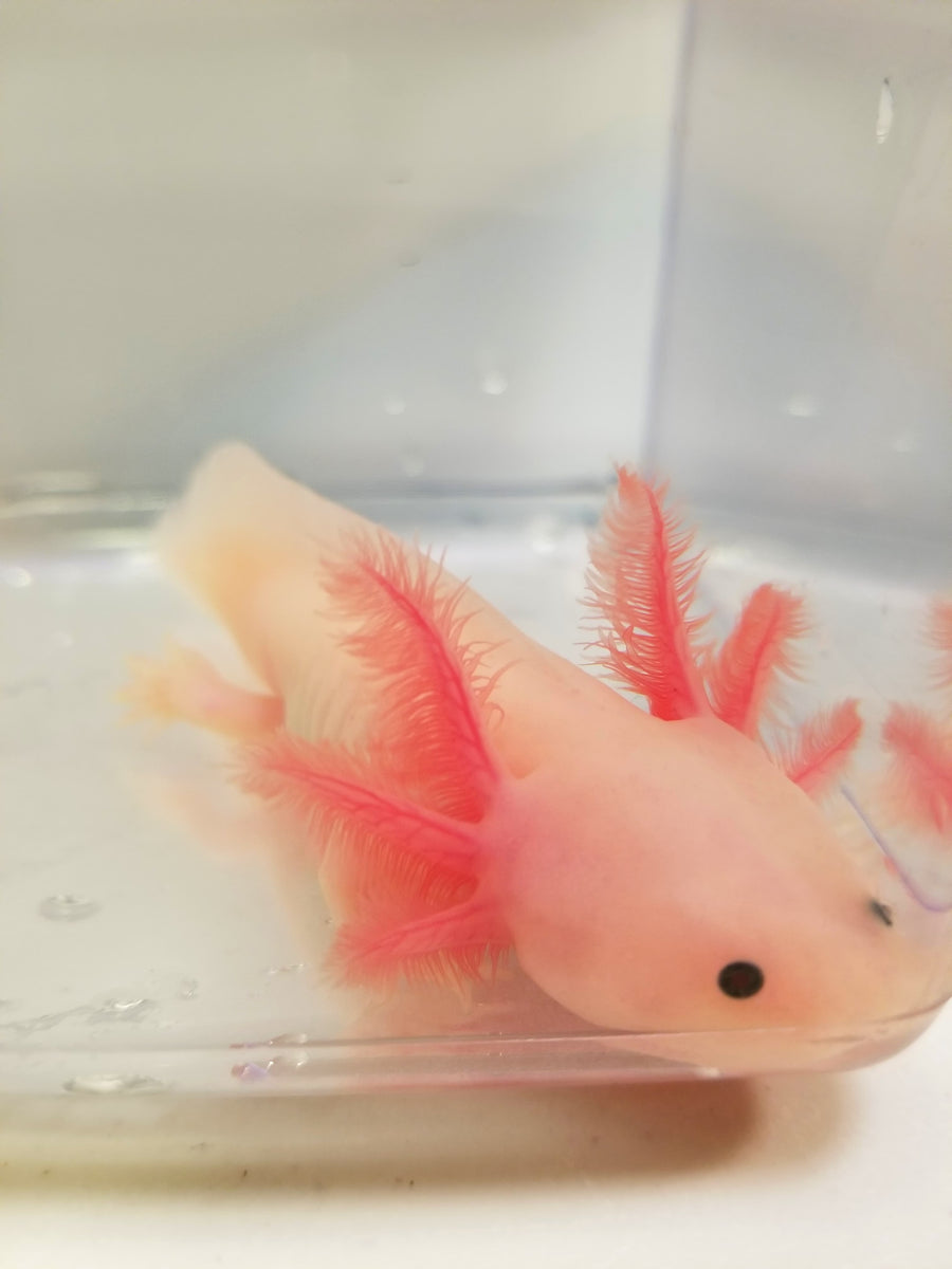 6 inch sub-adult Pink Lucy/Leucistic Axolotl #1 – Ivy's Axolotls