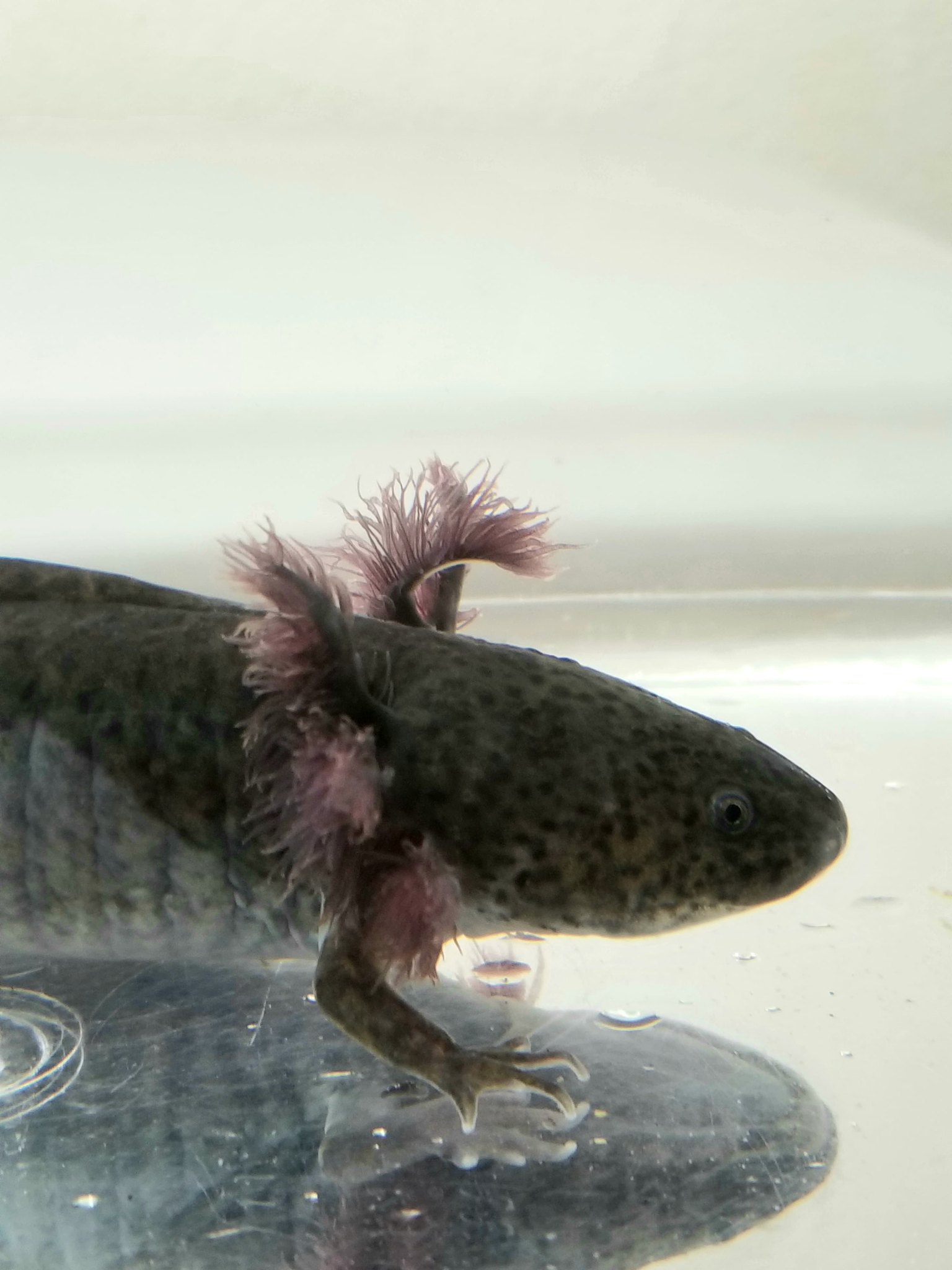 Super Dark Wild Type Axolotl W Vitiligo 1 Ivy S Axolotls Quality Pet Axolotls Since 2018