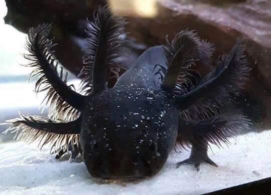 Deposit For Super Black Melanoid Baby Ivysaxolotls