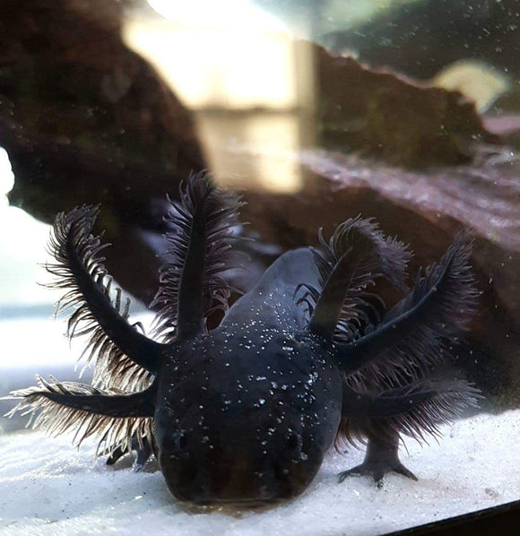 Ivy's Choice SUPER Black Melanoid baby with Fluffy Gills! (3-4inches) LIMITED STOCK