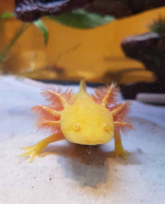 Buy Live Quality Pet Axolotls Online Ivy S Axolotls Quality Pet Axolotls Since 18