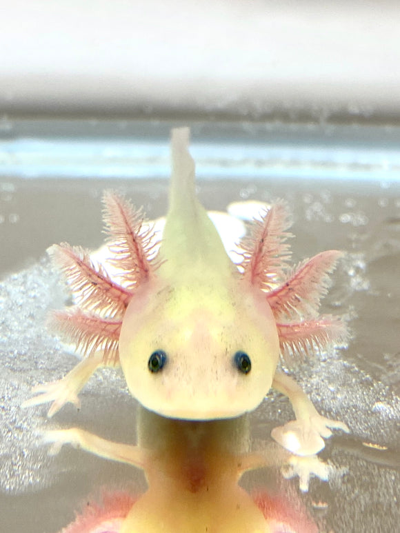 Buy Live Quality Pet Axolotls Online ged Freckled Lucy Leucistic Ivy S Axolotls Quality Pet Axolotls Since 18