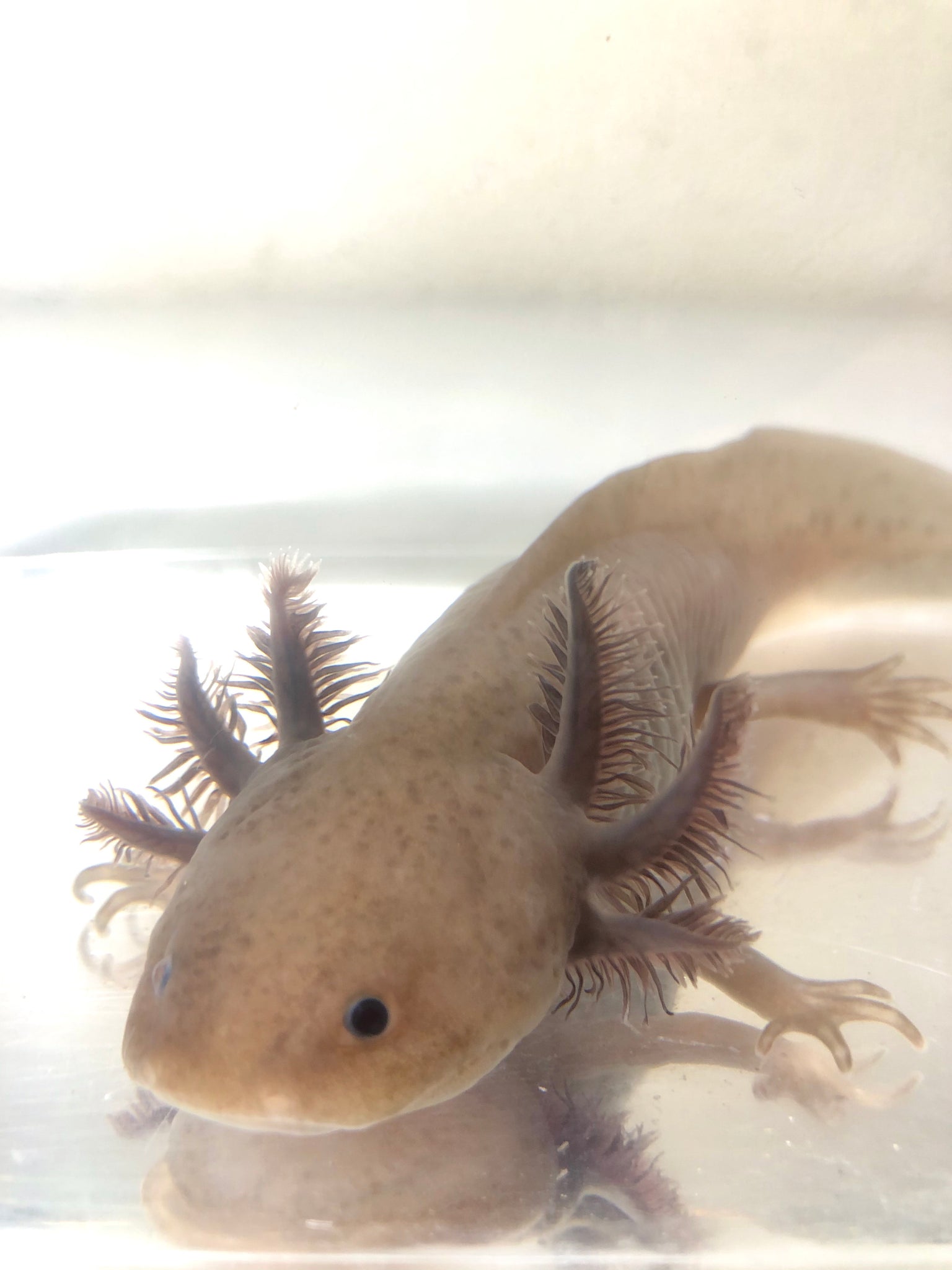 melanoid axolotl colors