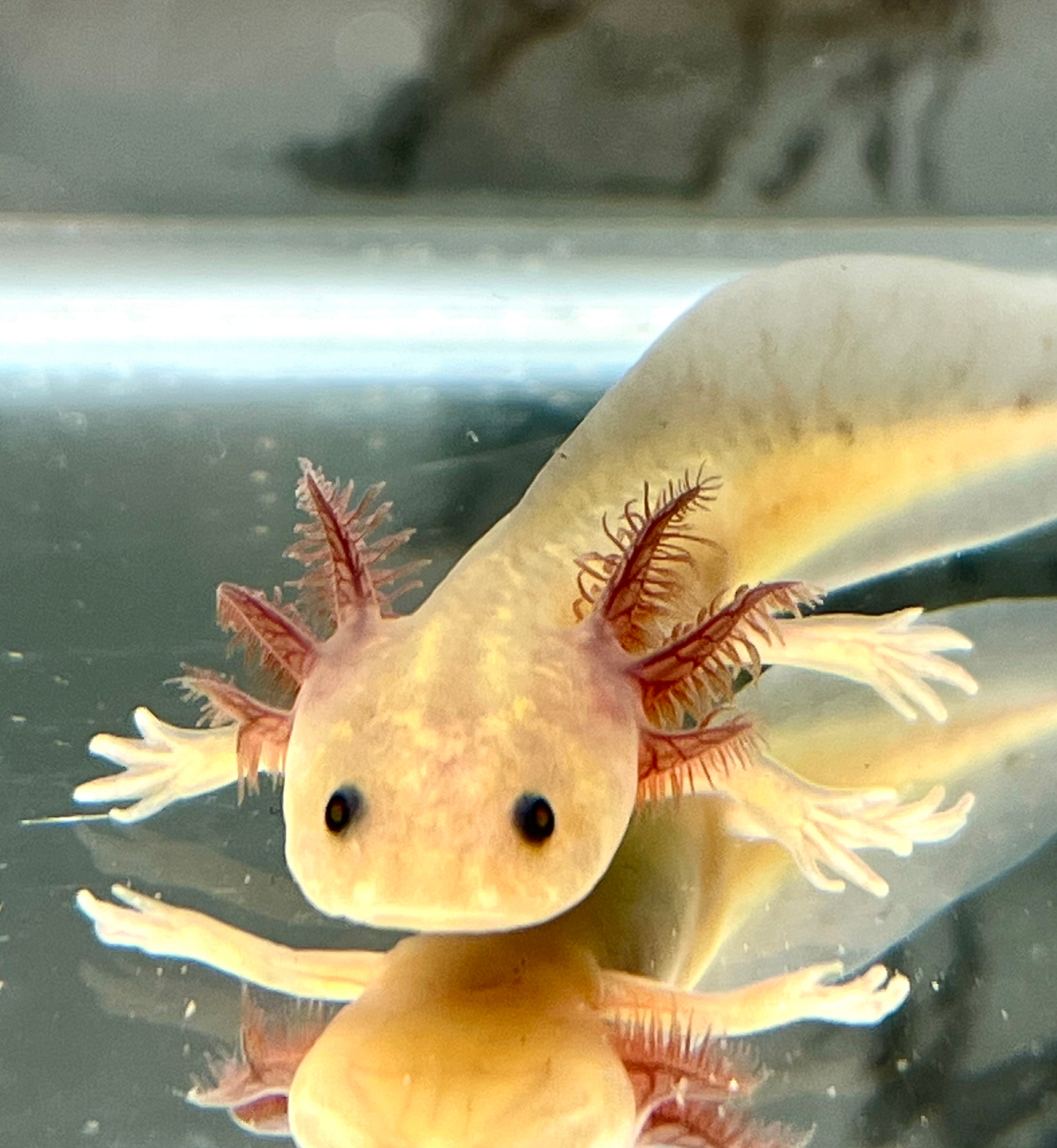 Gfp Bronzed Copper Melanoid #2 (SUPER RARE)