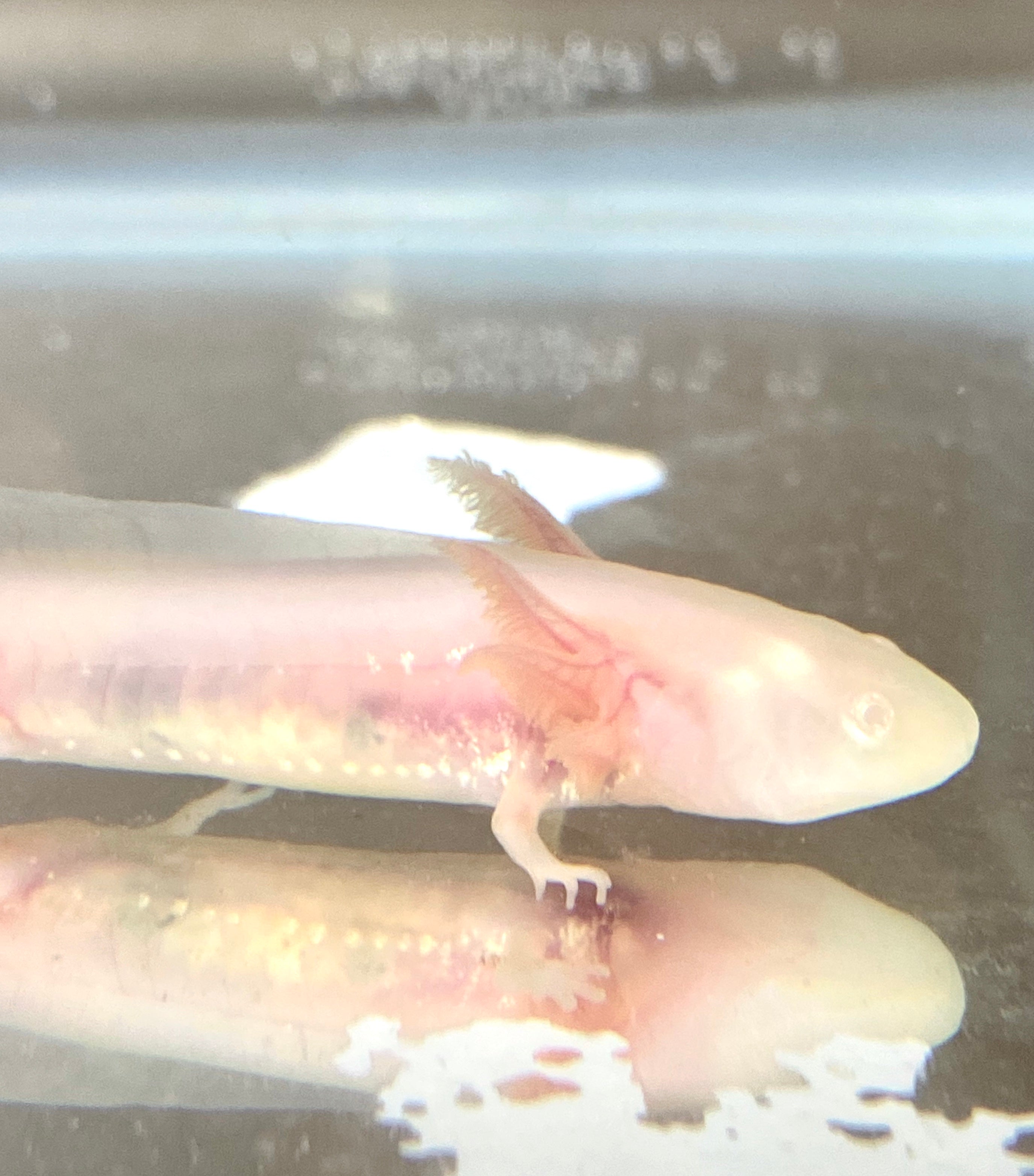 Clean White Albino w/ Irridophores baby #15