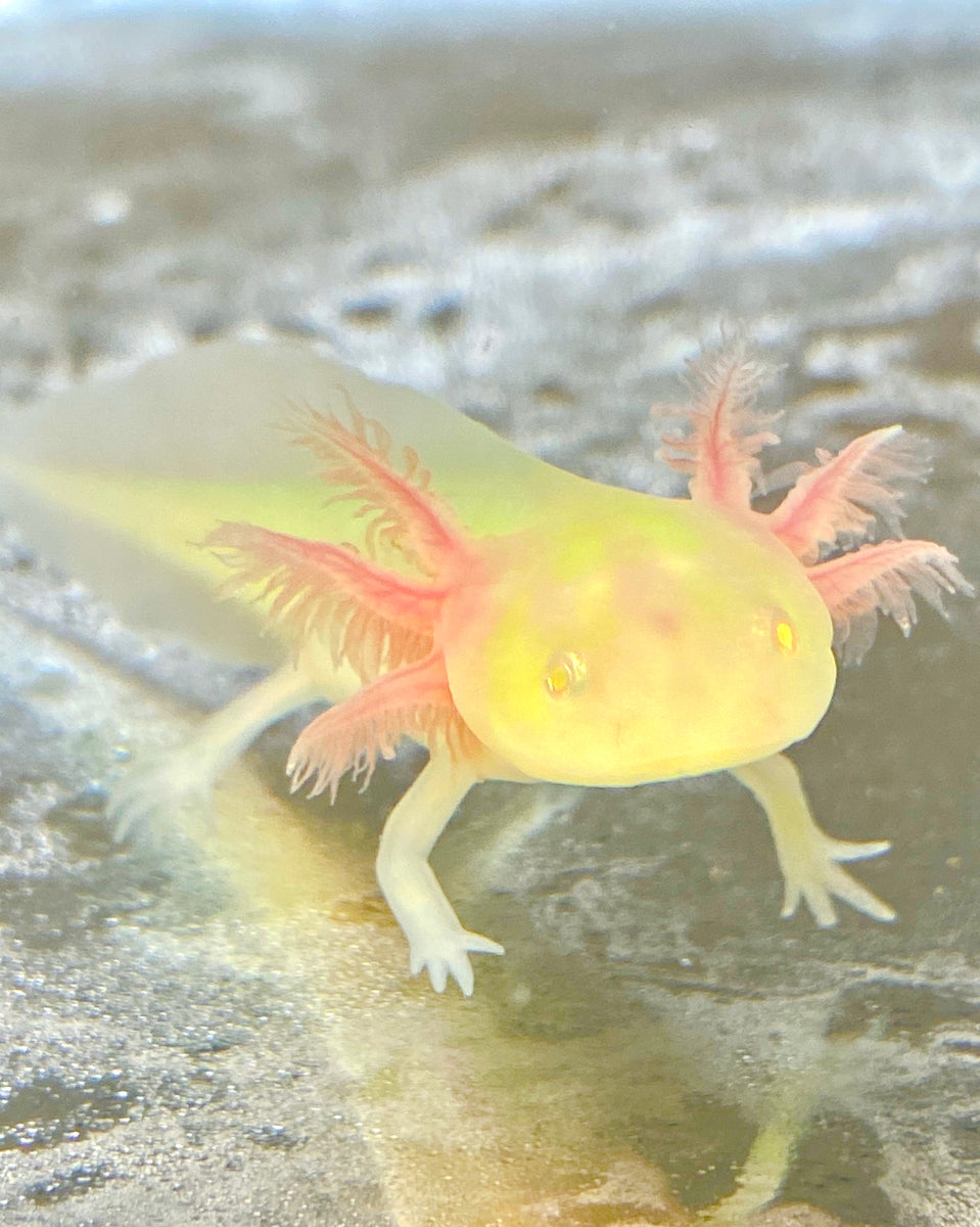 Gfp Albino Read Special Disclaimer Pet Only Ivys Axolotls