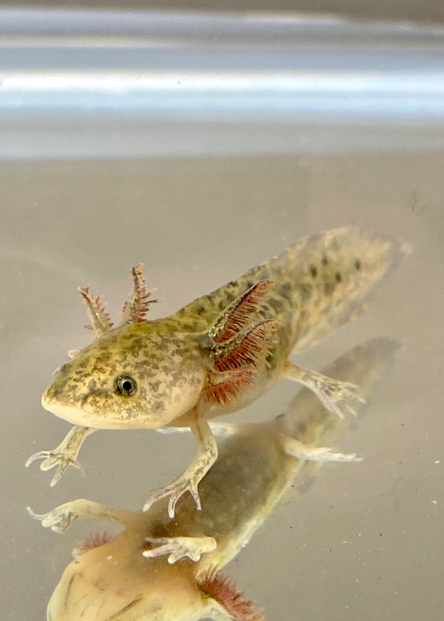 axolotl