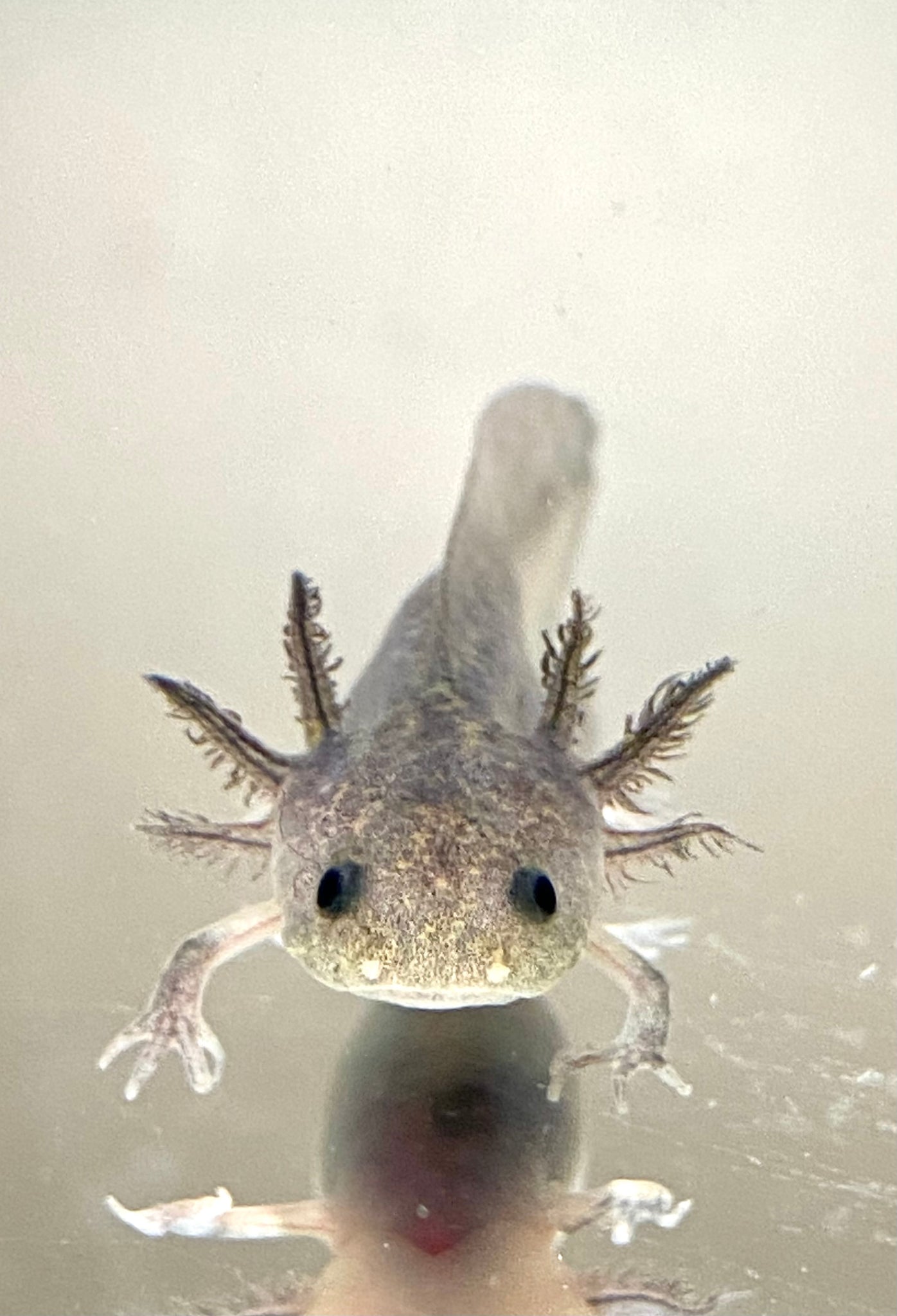 melanoid axolotl colors