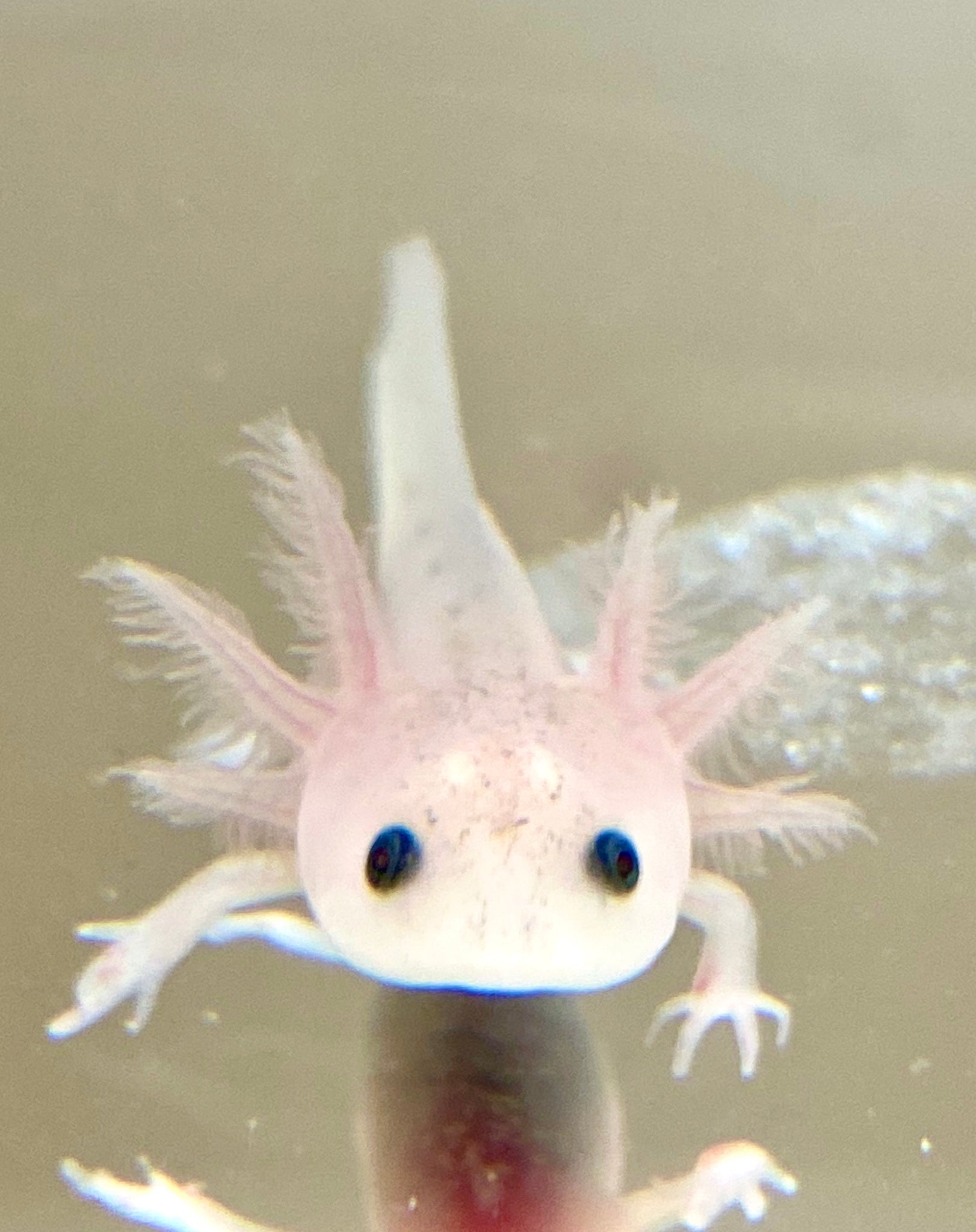 Lucy Leucistic Baby 26 Ivy S Axolotls Quality Pet Axolotls Since 18