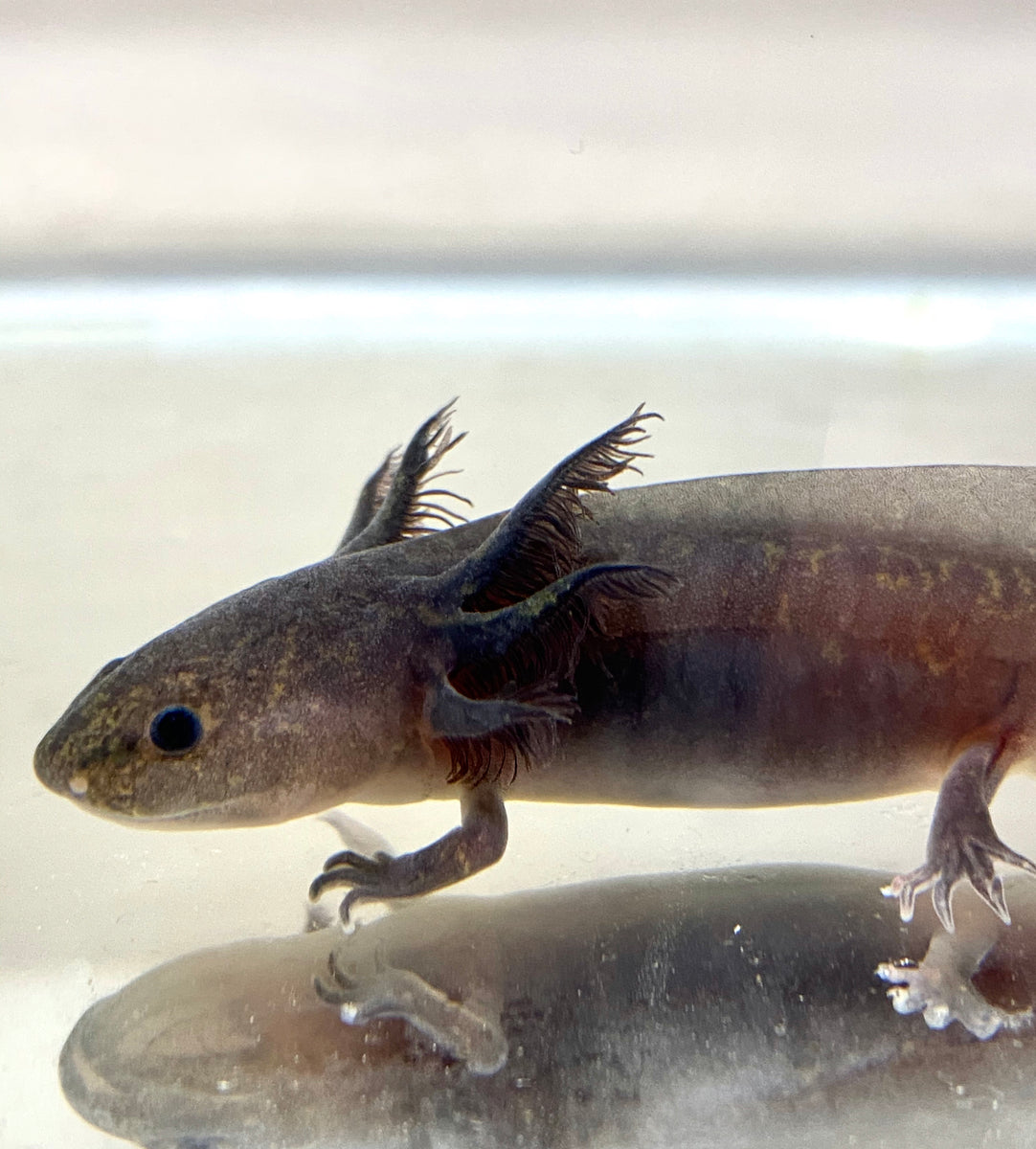 melanoid axolotl colors