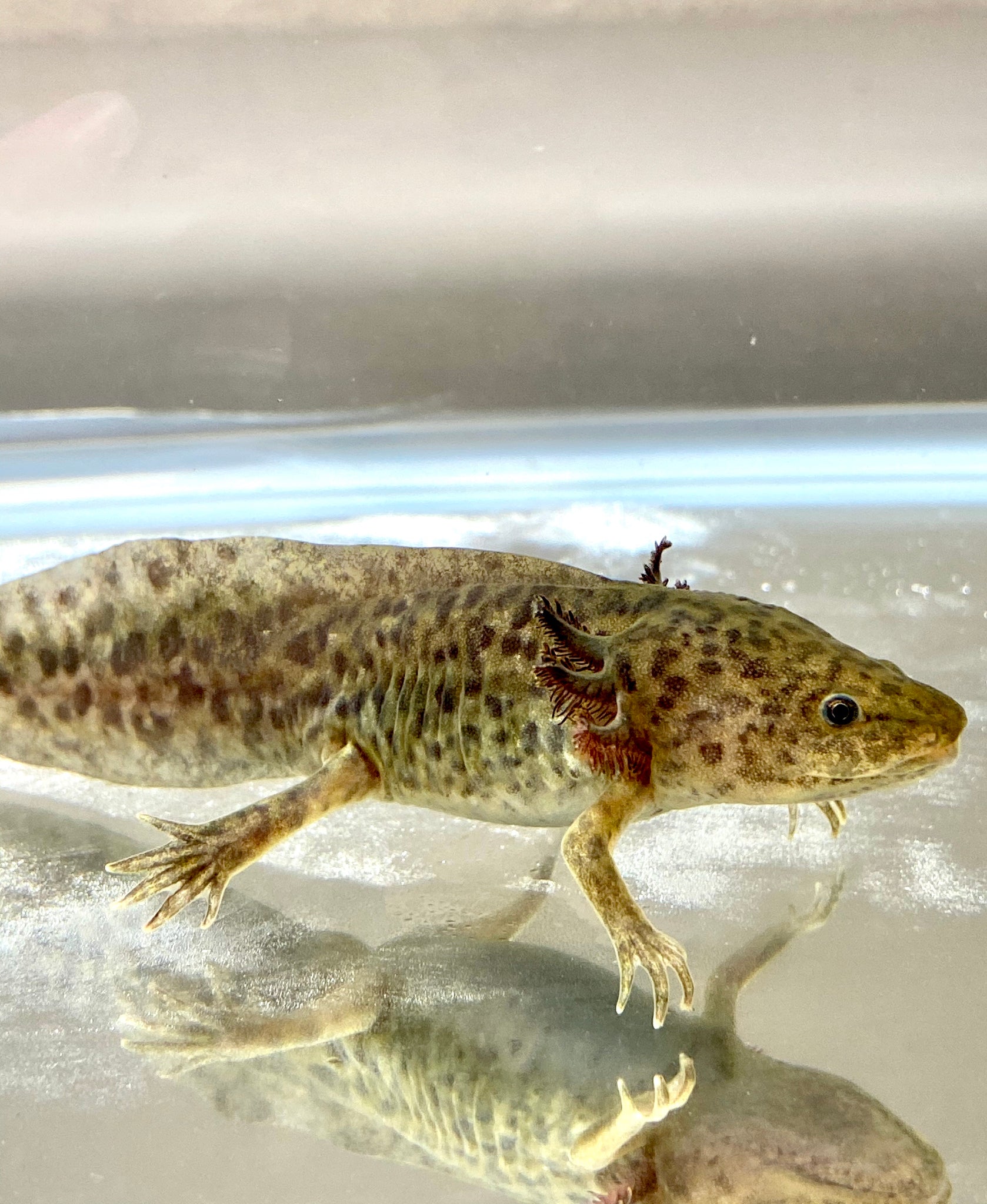 Dwarf Leopard Wild Axolotl Read Special Disclaimer Ivys Axolotls