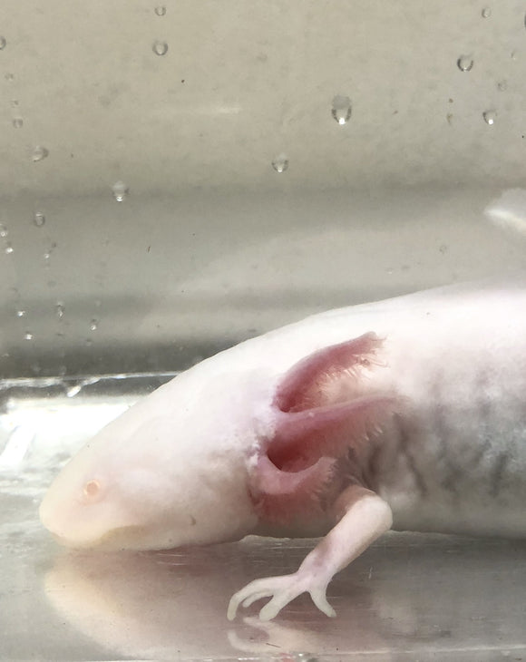 Buy Live Quality Pet Axolotls Online Ivy S Axolotls Quality Pet Axolotls Since 18