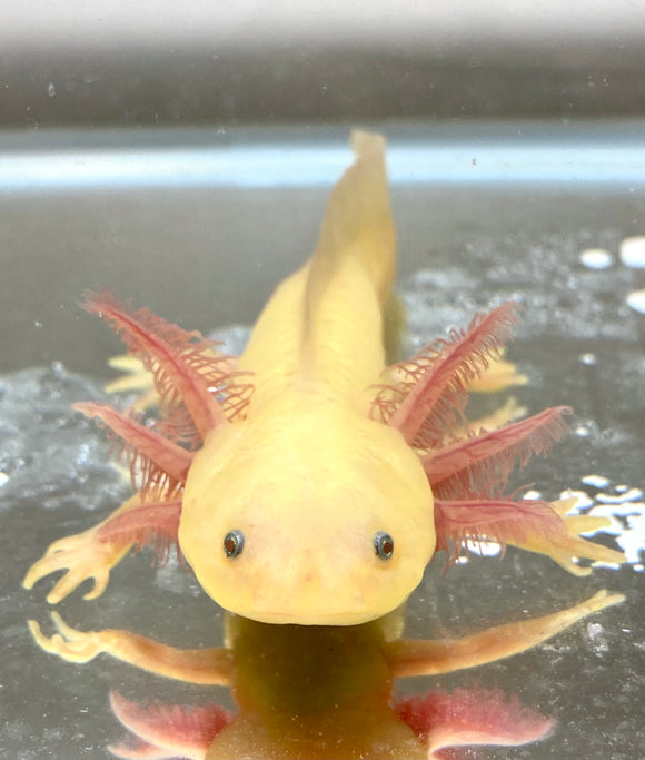 Buy Live Quality Pet Axolotls Online Ivy S Axolotls Quality Pet Axolotls Since 18